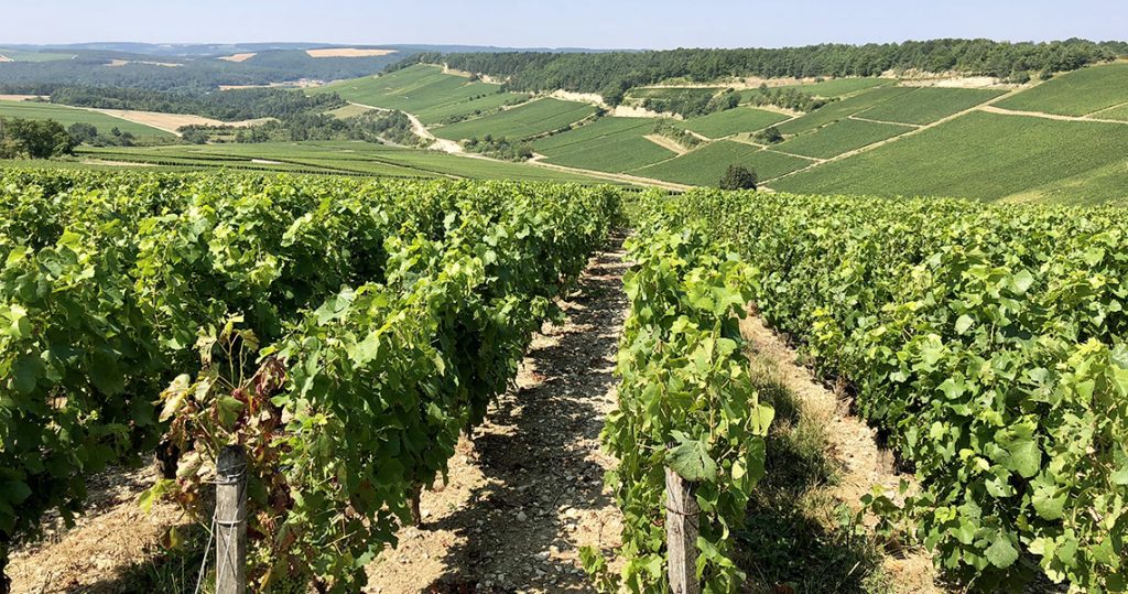 CHampagneVinyards-CDTAube-1024x539